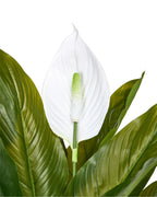Plante artificielle Spathiphyllum 70 cm Verte