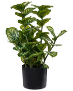 Pianta artificiale ORBIFOLIA 50 cm Verde