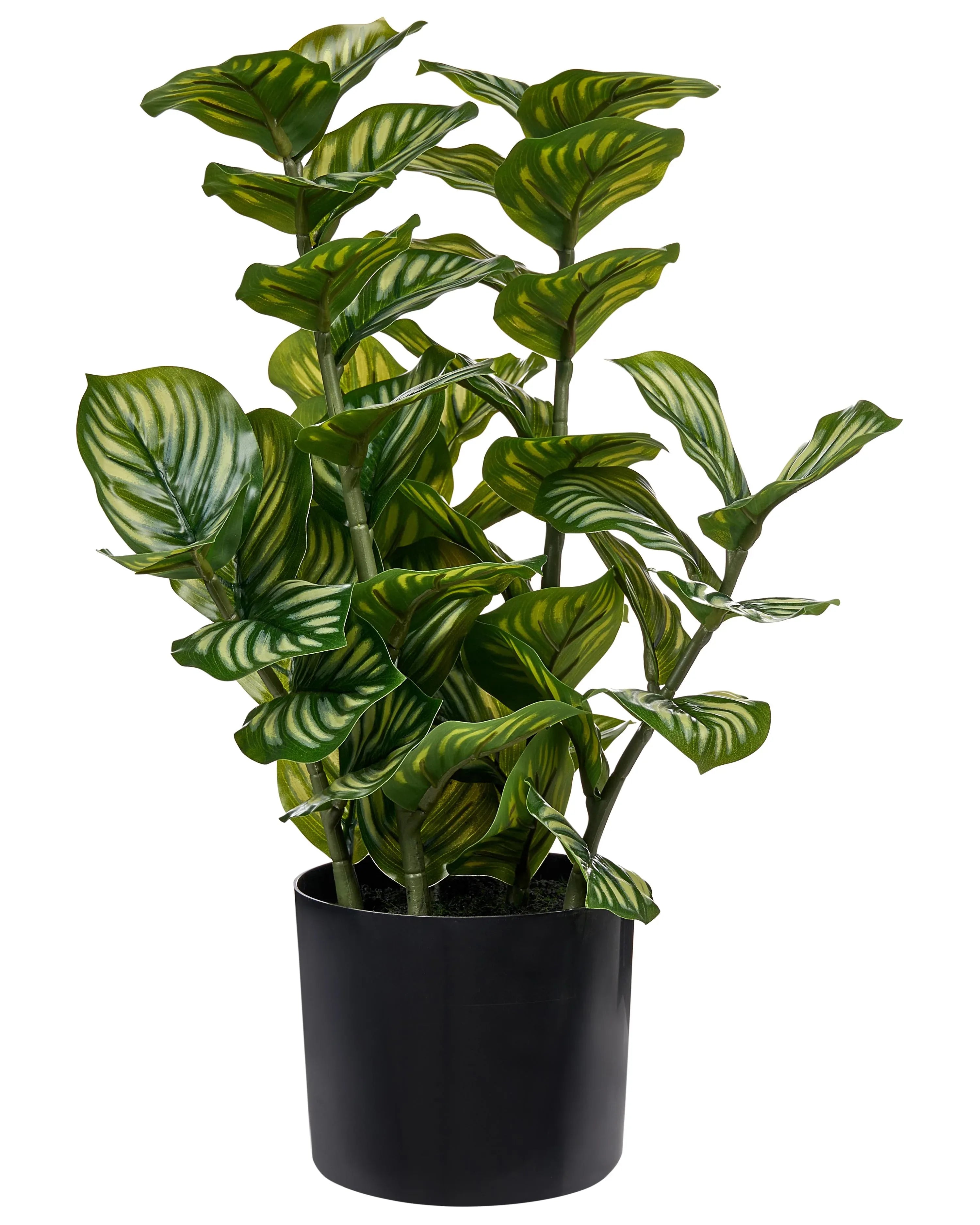 Pianta artificiale ORBIFOLIA 50 cm Verde