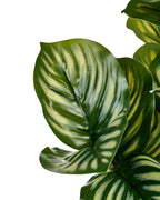 Plante artificielle orbifolia 50 cm Vert