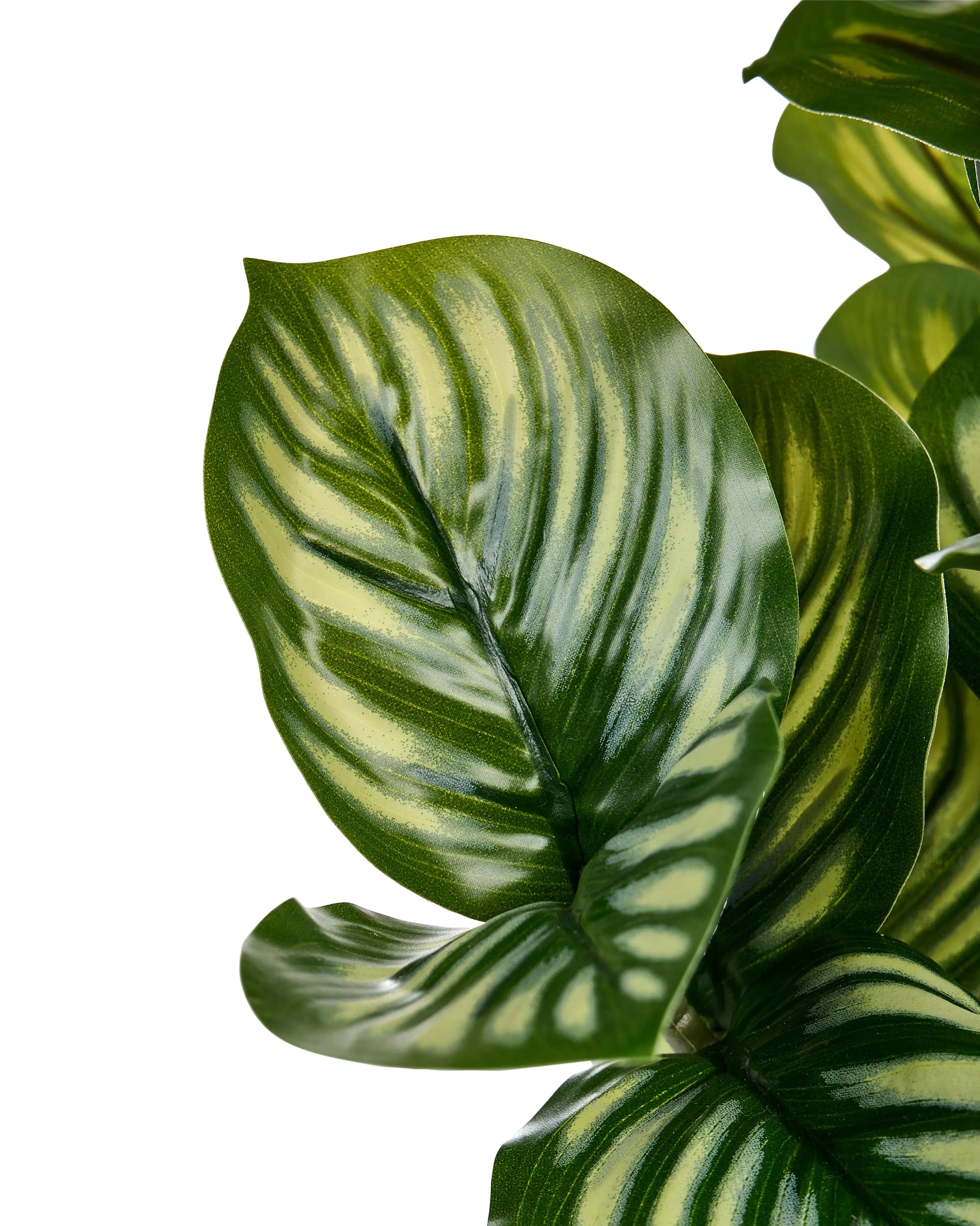 Plante artificielle orbifolia 50 cm Vert
