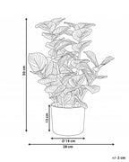 Plante artificielle orbifolia 50 cm Vert