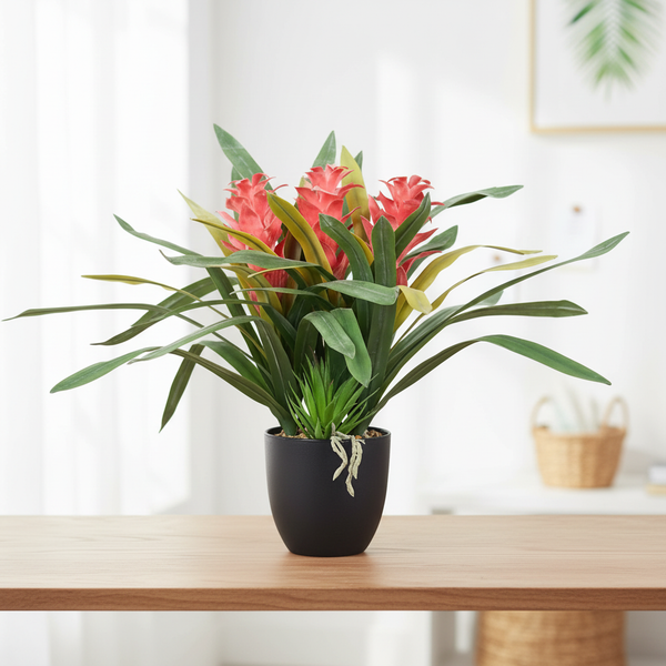Bromeliad Plant with Background